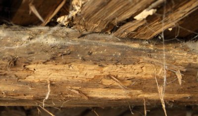 Quels insectes xylophages dégradent ma charpente à Thouars