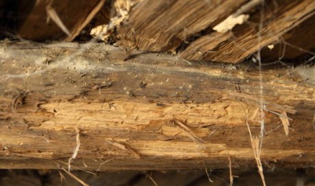 Quels insectes xylophages dégradent ma charpente à Thouars